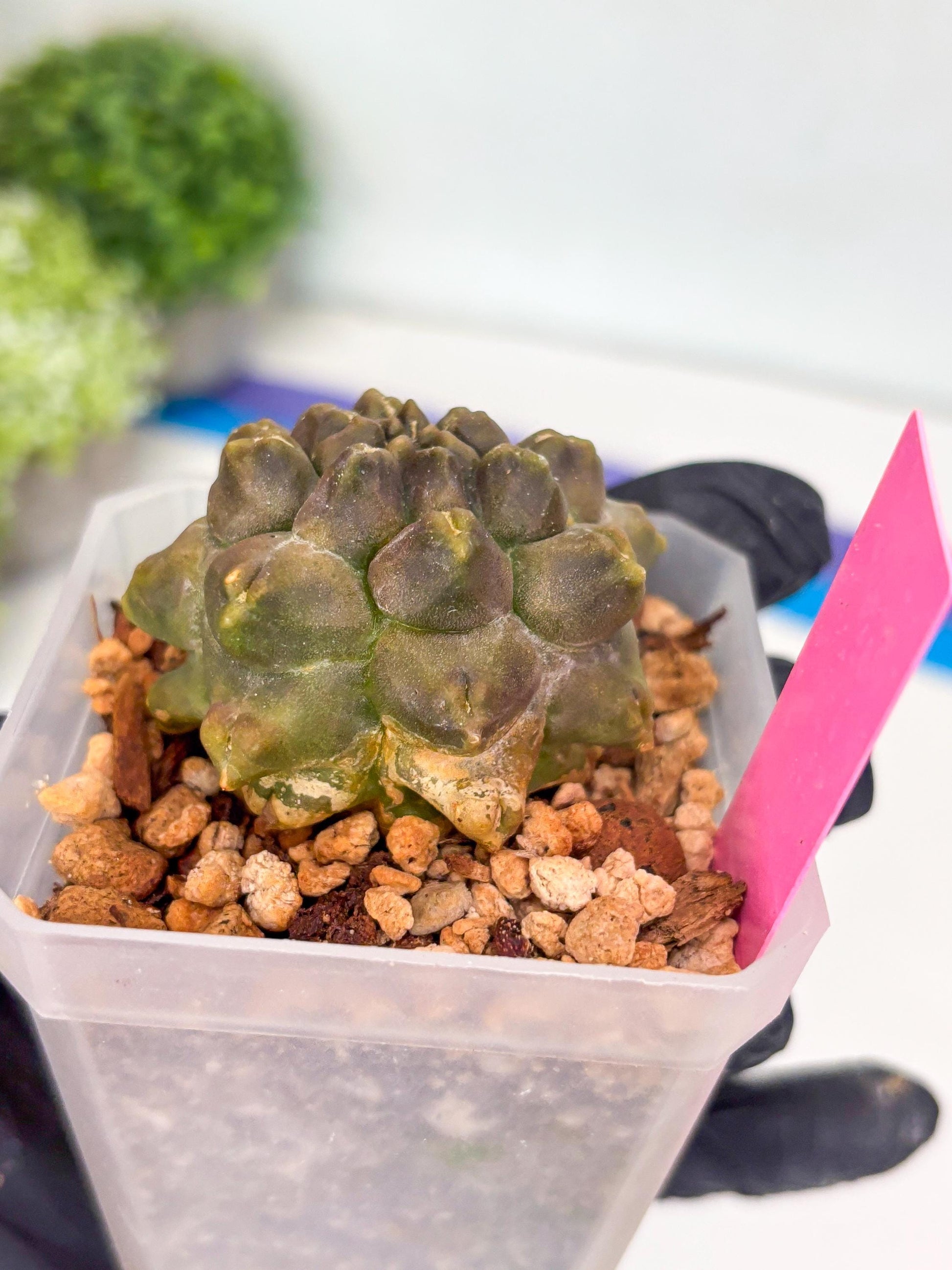Gymnocalycium Montrose (p) | Imported Cactus | Rare Succulent