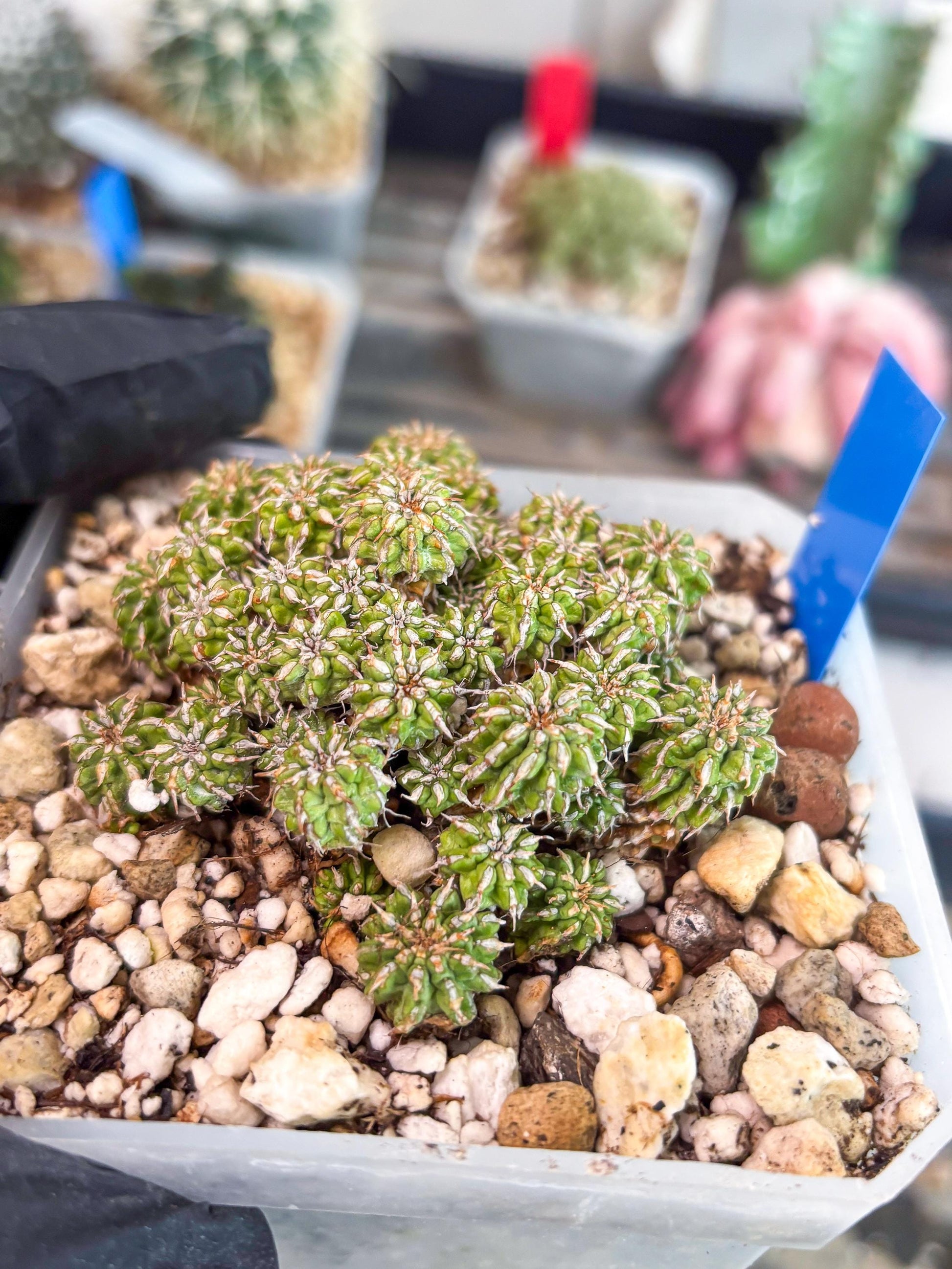 Sepulta Cluster Cactus (b) | Imported Cactus | Rare Succulent