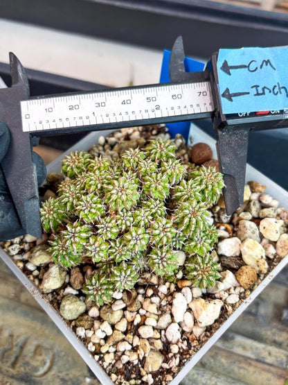 Sepulta Cluster Cactus (b) | Imported Cactus | Rare Succulent