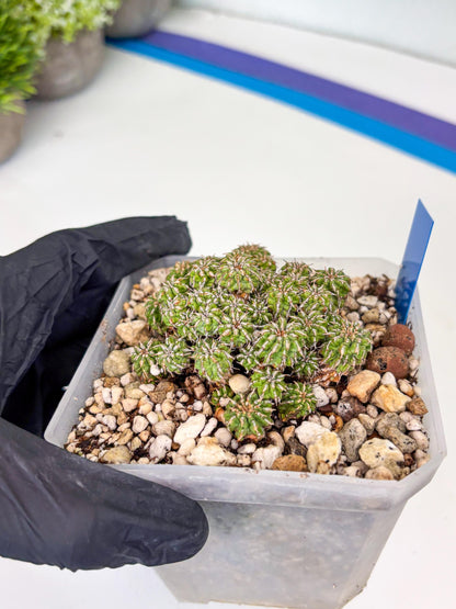 Sepulta Cluster Cactus (b) | Imported Cactus | Rare Succulent