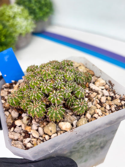 Sepulta Cluster Cactus (b) | Imported Cactus | Rare Succulent