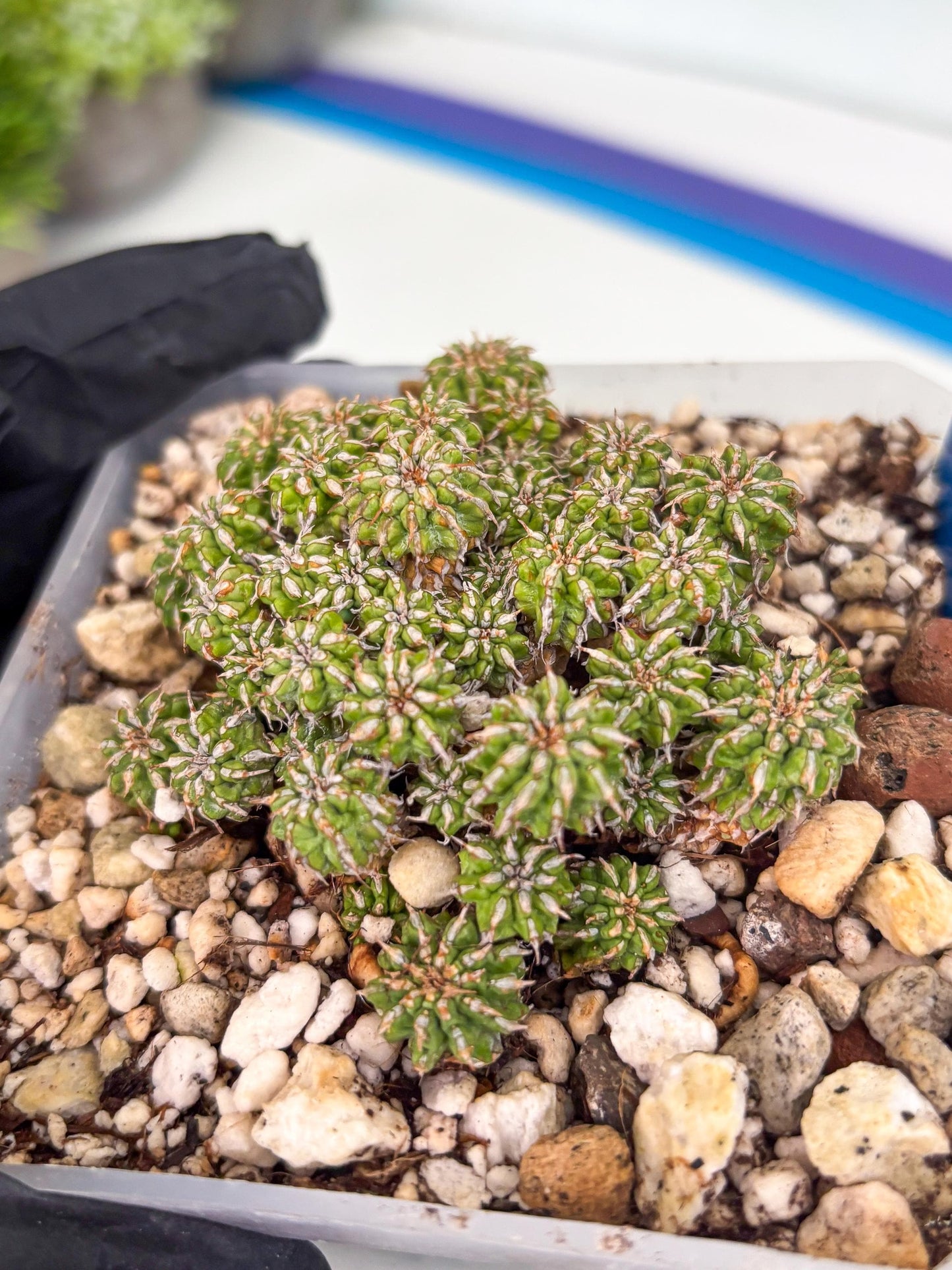 Sepulta Cluster Cactus (b) | Imported Cactus | Rare Succulent