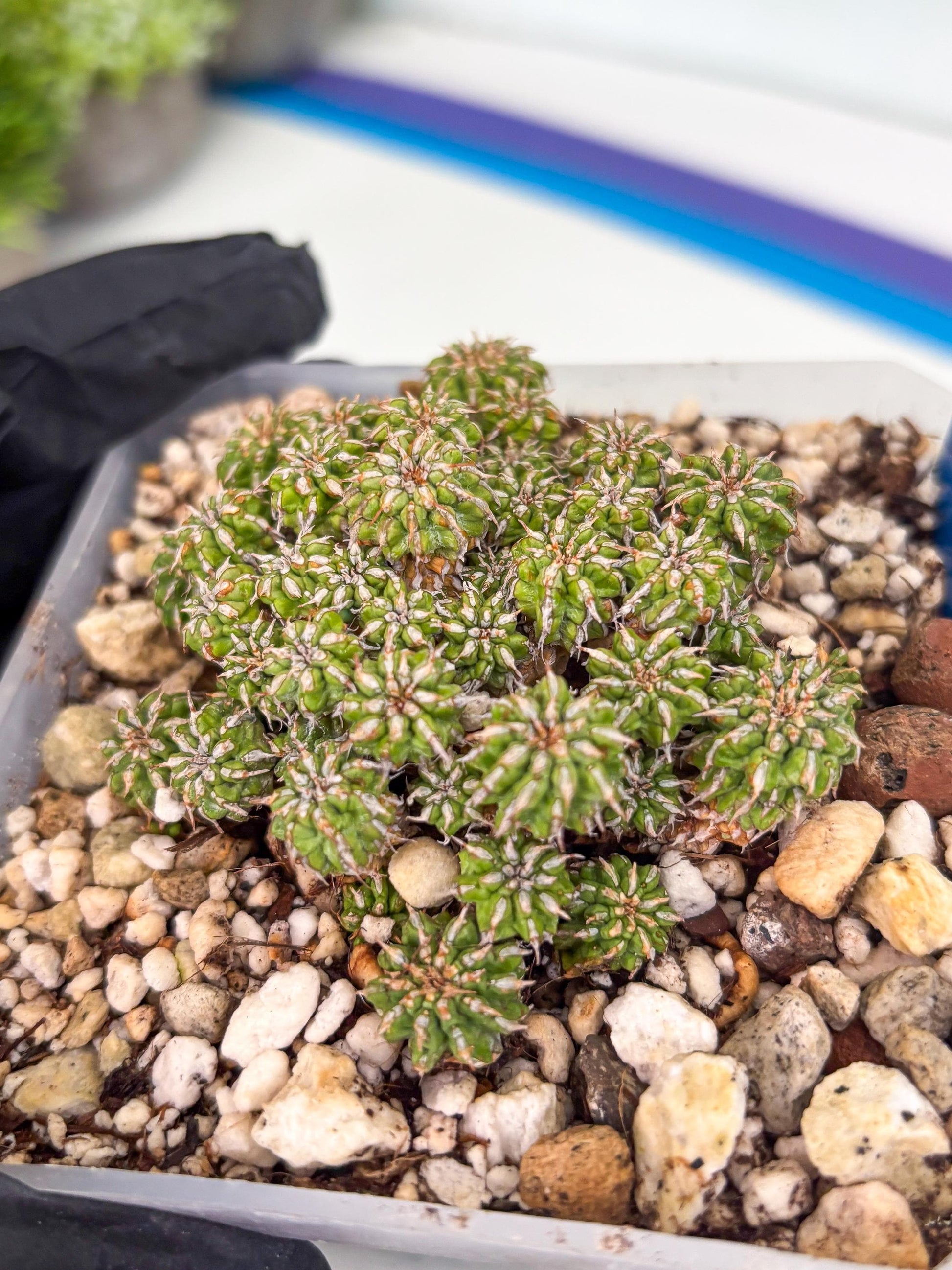 Sepulta Cluster Cactus (b) | Imported Cactus | Rare Succulent