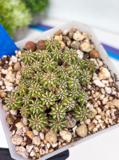 Sepulta Cluster Cactus (b) | Imported Cactus | Rare Succulent