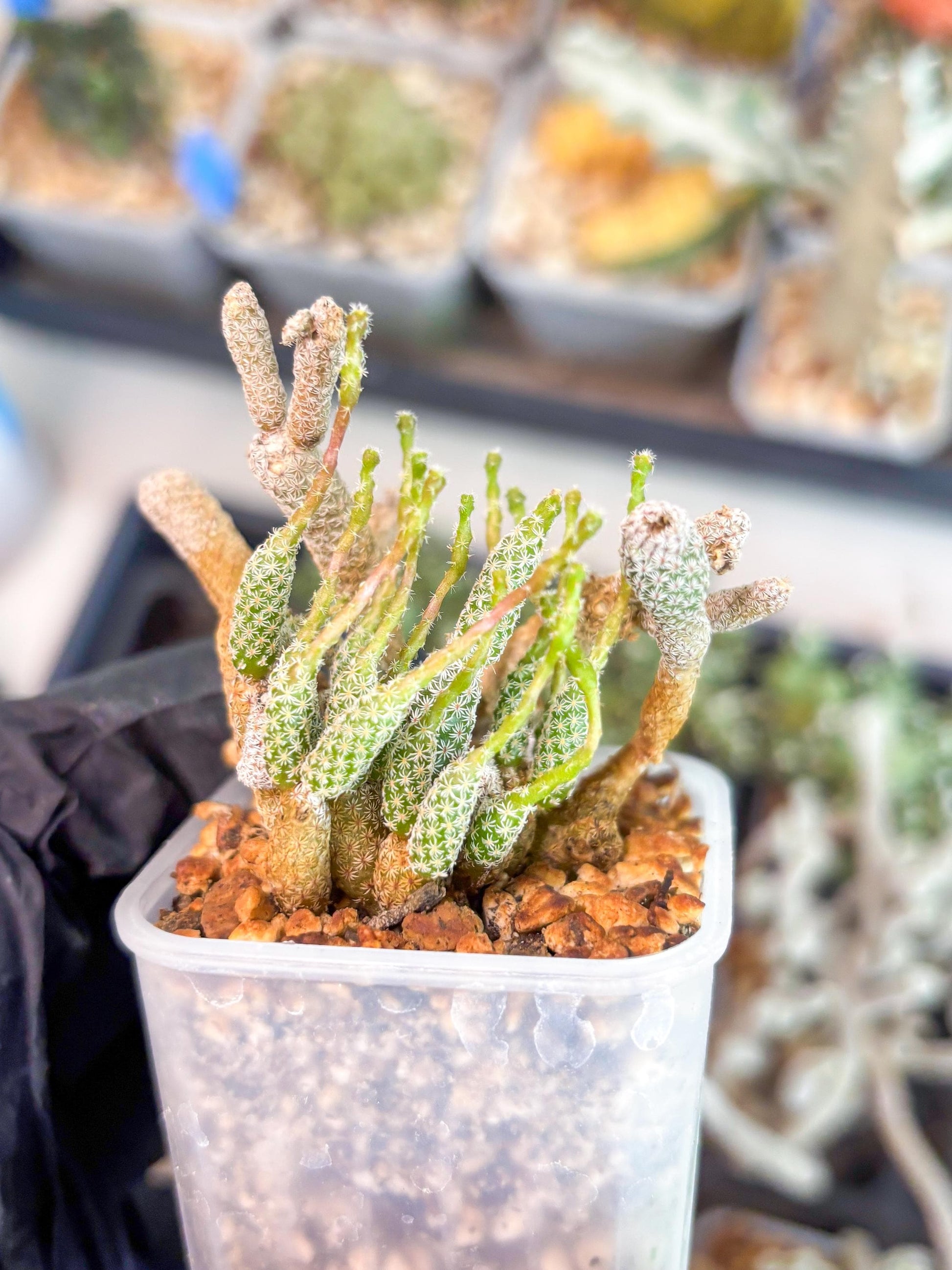 Imported cactus cluster (#9) | Ehciveria | Hoyas | Sansevieria