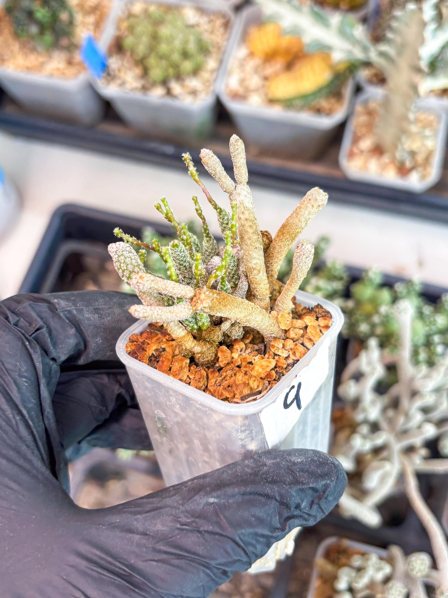 Imported cactus cluster (#9) | Ehciveria | Hoyas | Sansevieria