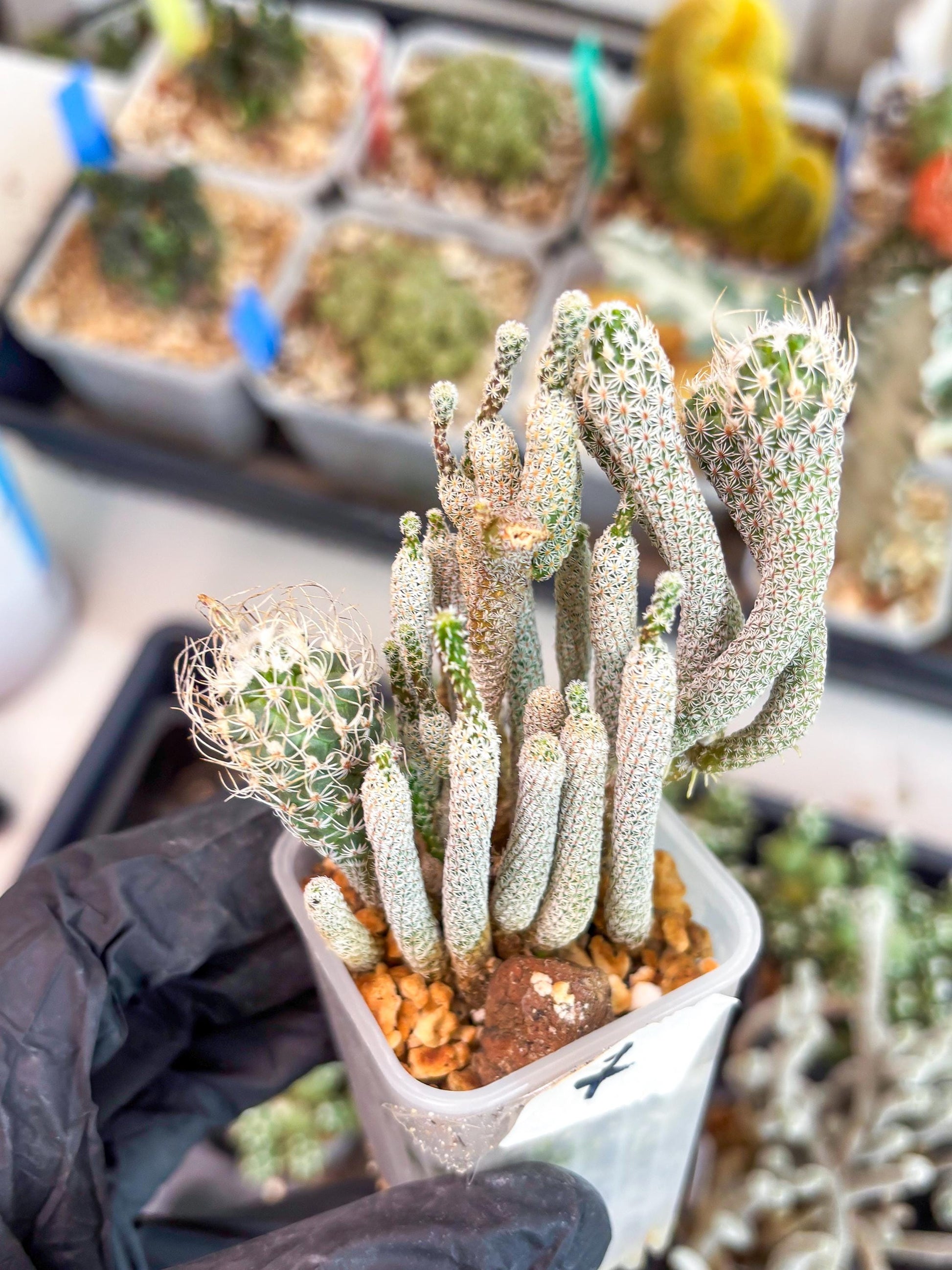 Imported cactus cluster (#7) | Ehciveria | Hoyas | Sansevieria