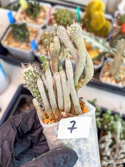 Imported cactus cluster (#7) | Ehciveria | Hoyas | Sansevieria