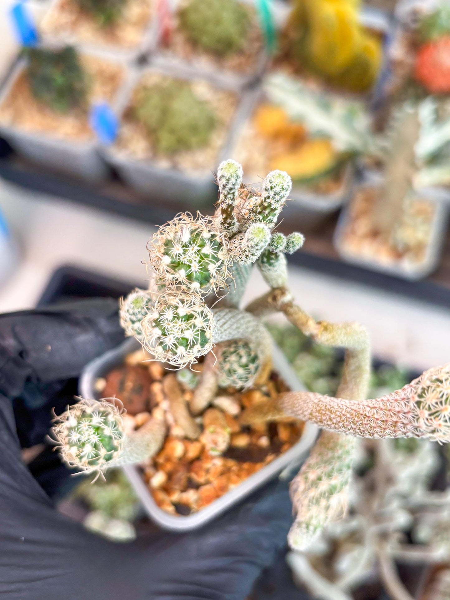 Imported cactus cluster (#5) | Ehciveria | Hoyas | Sansevieria