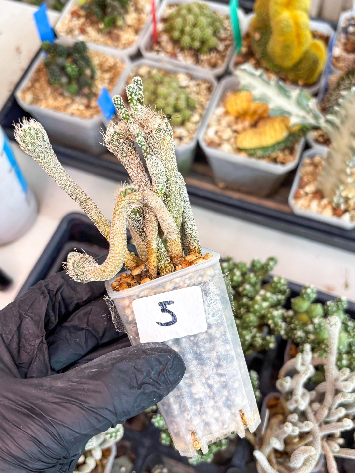 Imported cactus cluster (#5) | Ehciveria | Hoyas | Sansevieria