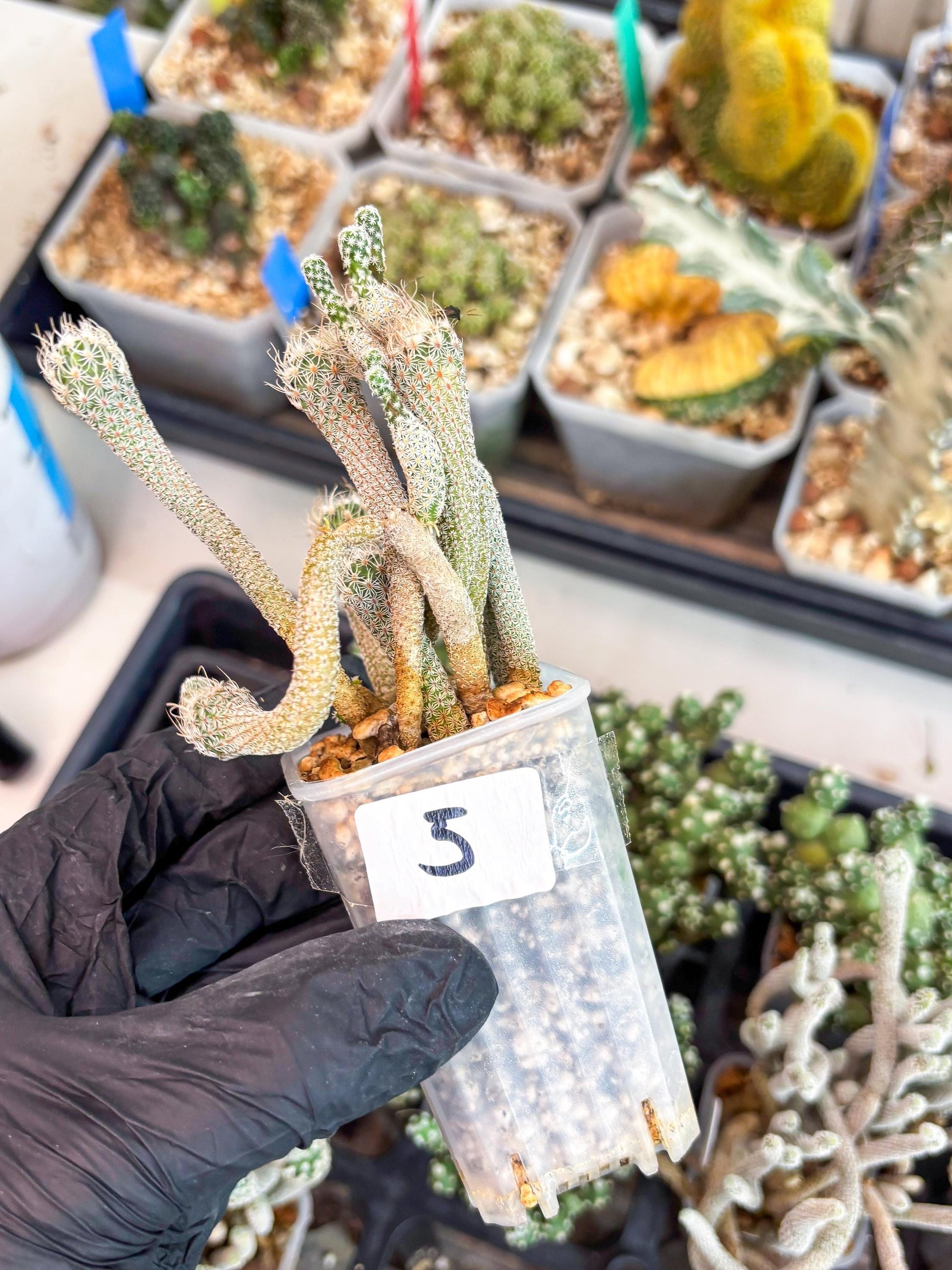 Imported cactus cluster (#5) | Ehciveria | Hoyas | Sansevieria