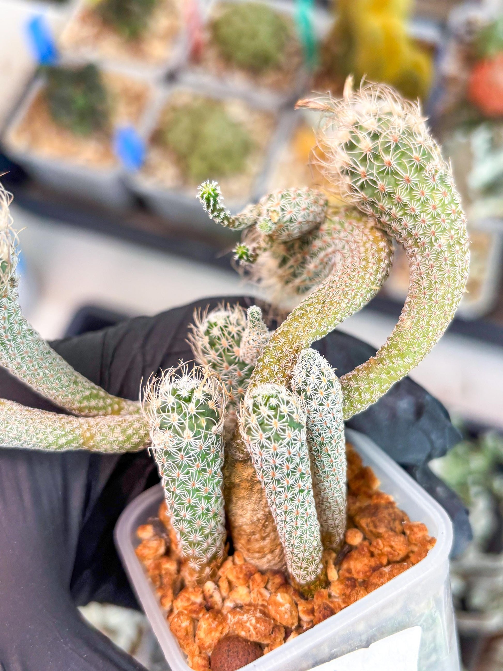 Imported cactus cluster (#1) | Ehciveria | Hoyas | Sansevieria