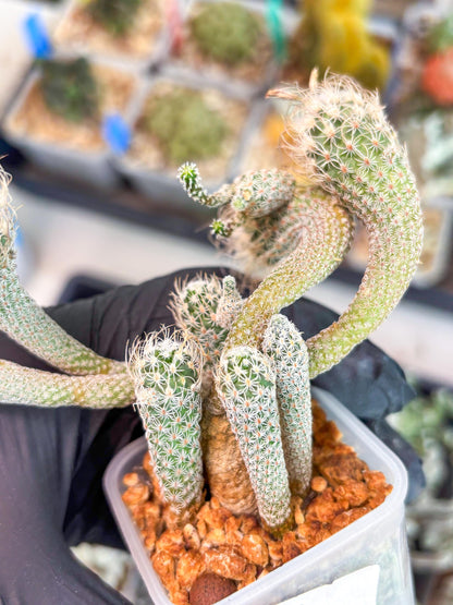 Imported cactus cluster (#1) | Ehciveria | Hoyas | Sansevieria