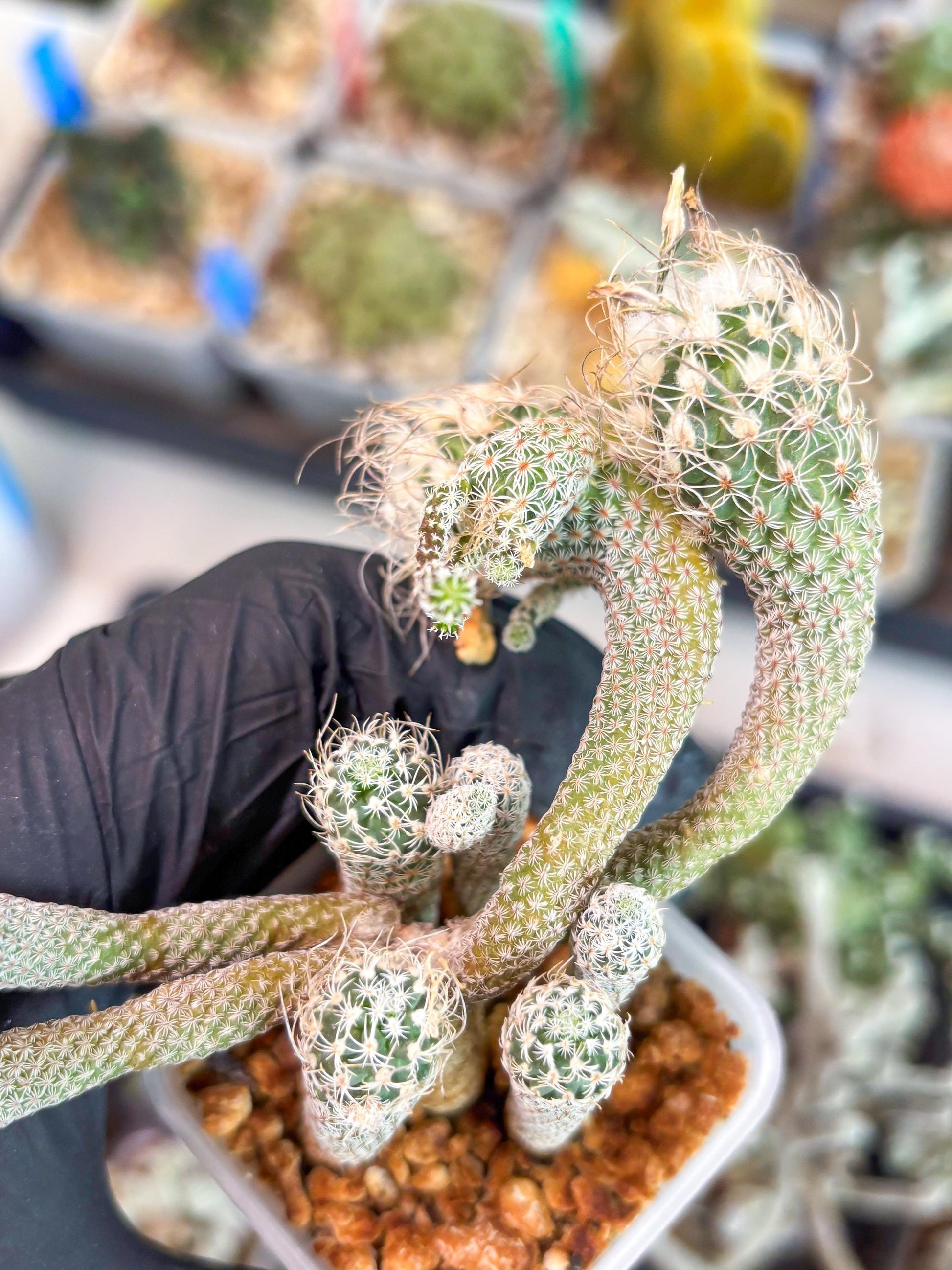 Imported cactus cluster (#1) | Ehciveria | Hoyas | Sansevieria