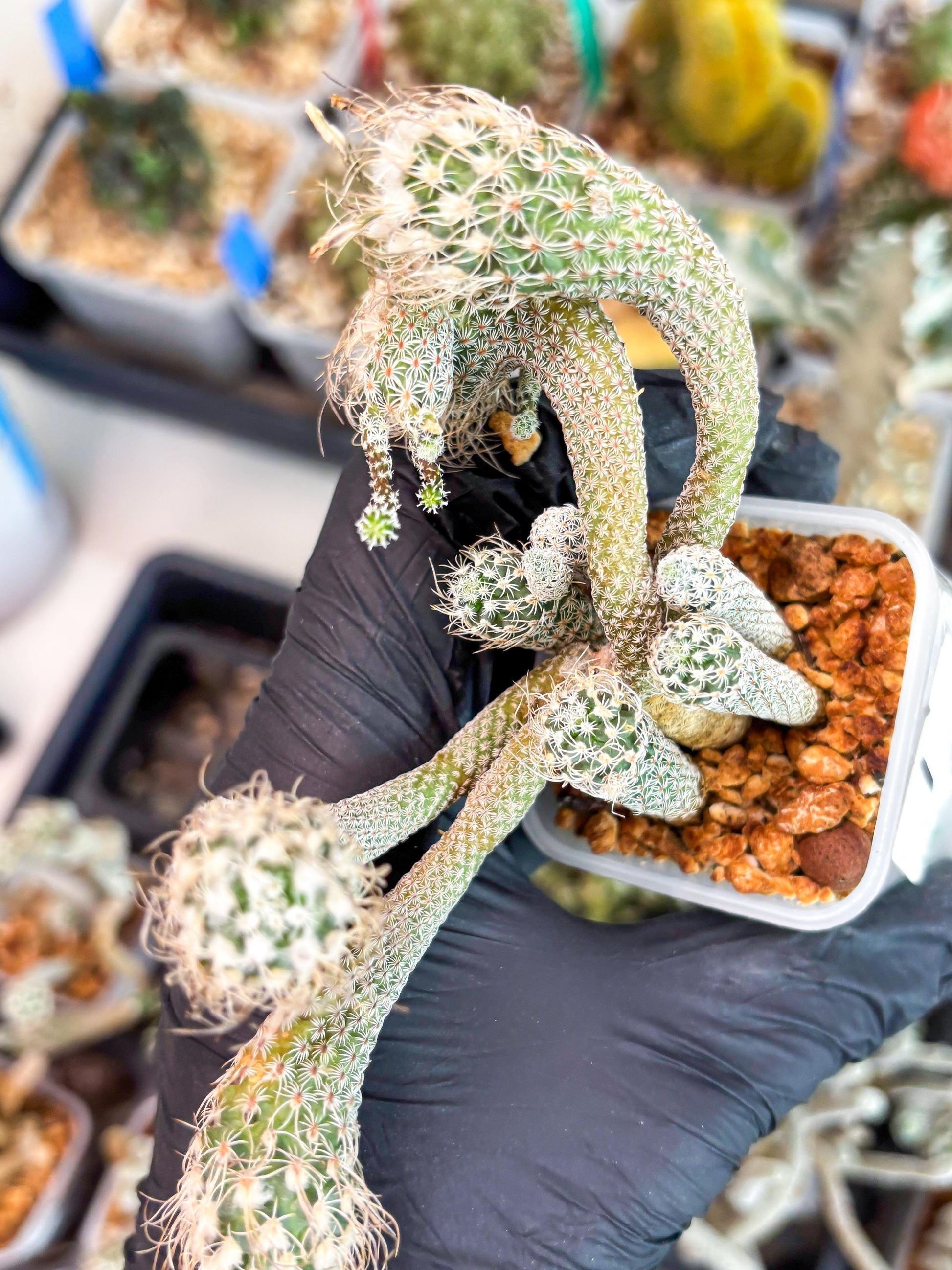 Imported cactus cluster (#1) | Ehciveria | Hoyas | Sansevieria