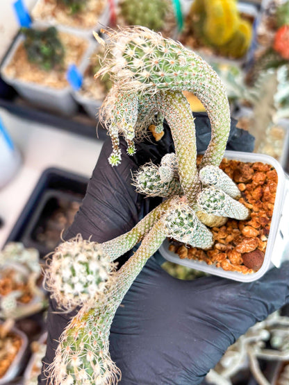 Imported cactus cluster (#1) | Ehciveria | Hoyas | Sansevieria