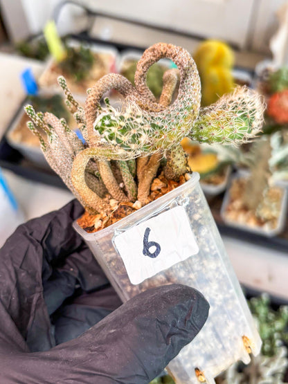 Imported cactus cluster (#6) | Ehciveria | Hoyas | Sansevieria