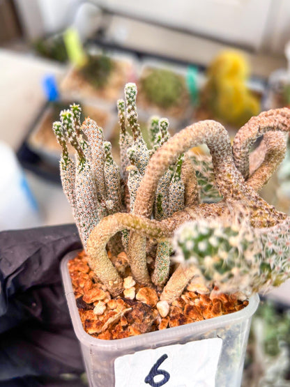 Imported cactus cluster (#6) | Ehciveria | Hoyas | Sansevieria