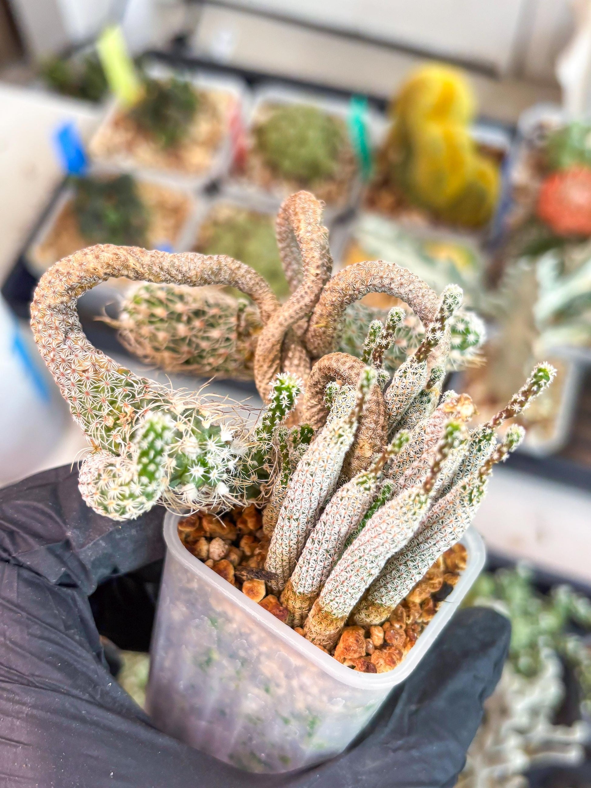 Imported cactus cluster (#6) | Ehciveria | Hoyas | Sansevieria