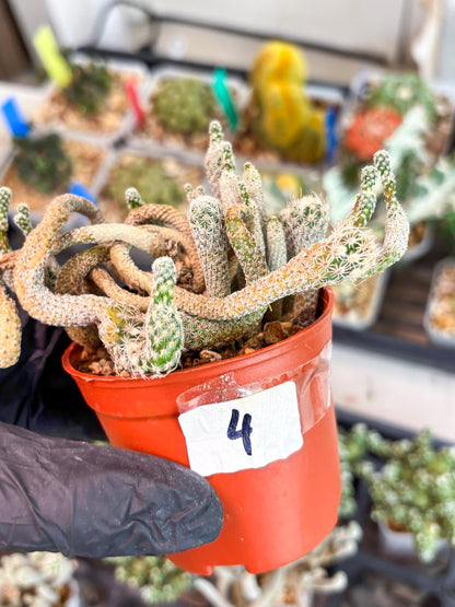Imported cactus cluster (#4) | Ehciveria | Hoyas | Sansevieria