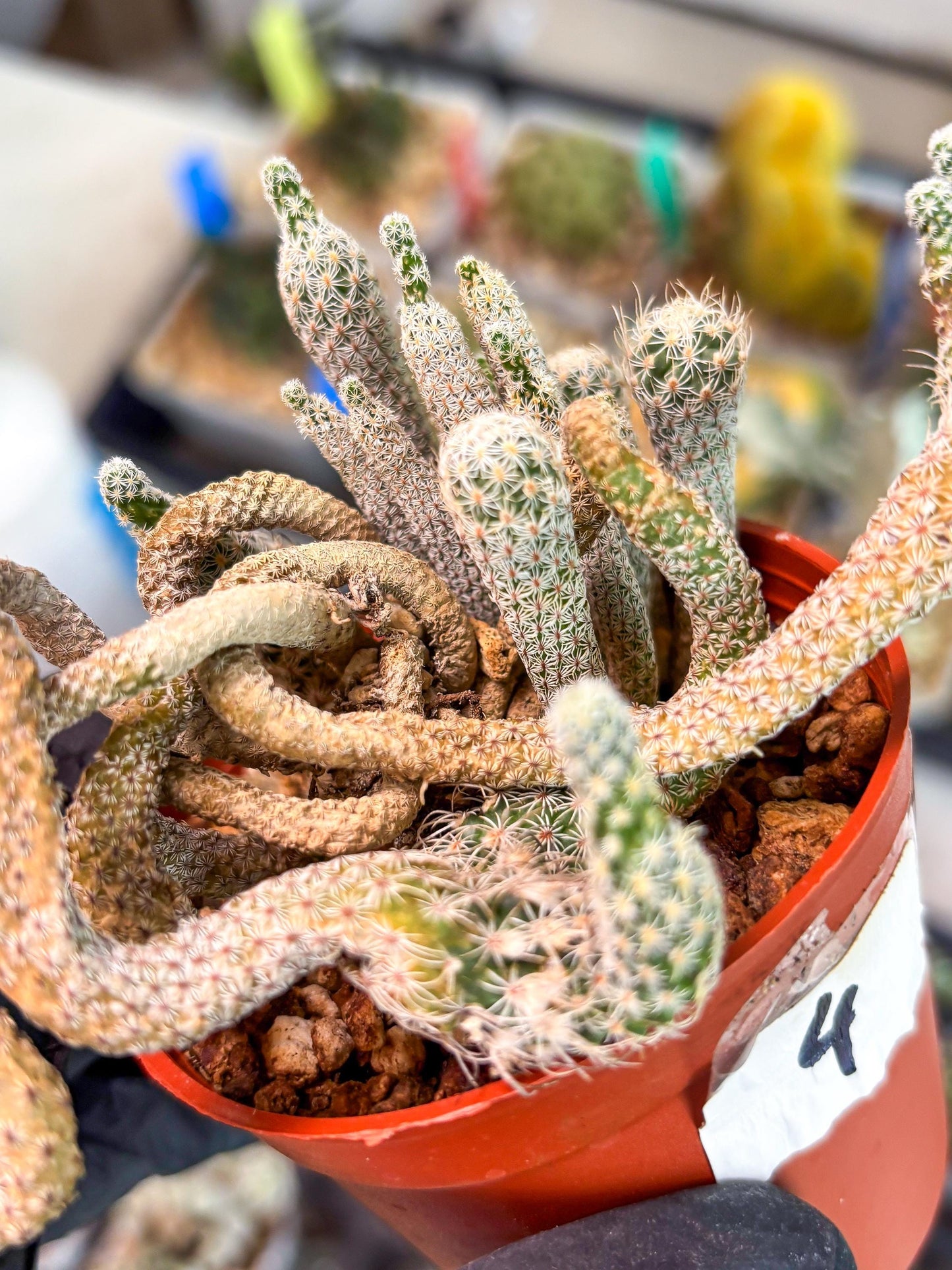 Imported cactus cluster (#4) | Ehciveria | Hoyas | Sansevieria