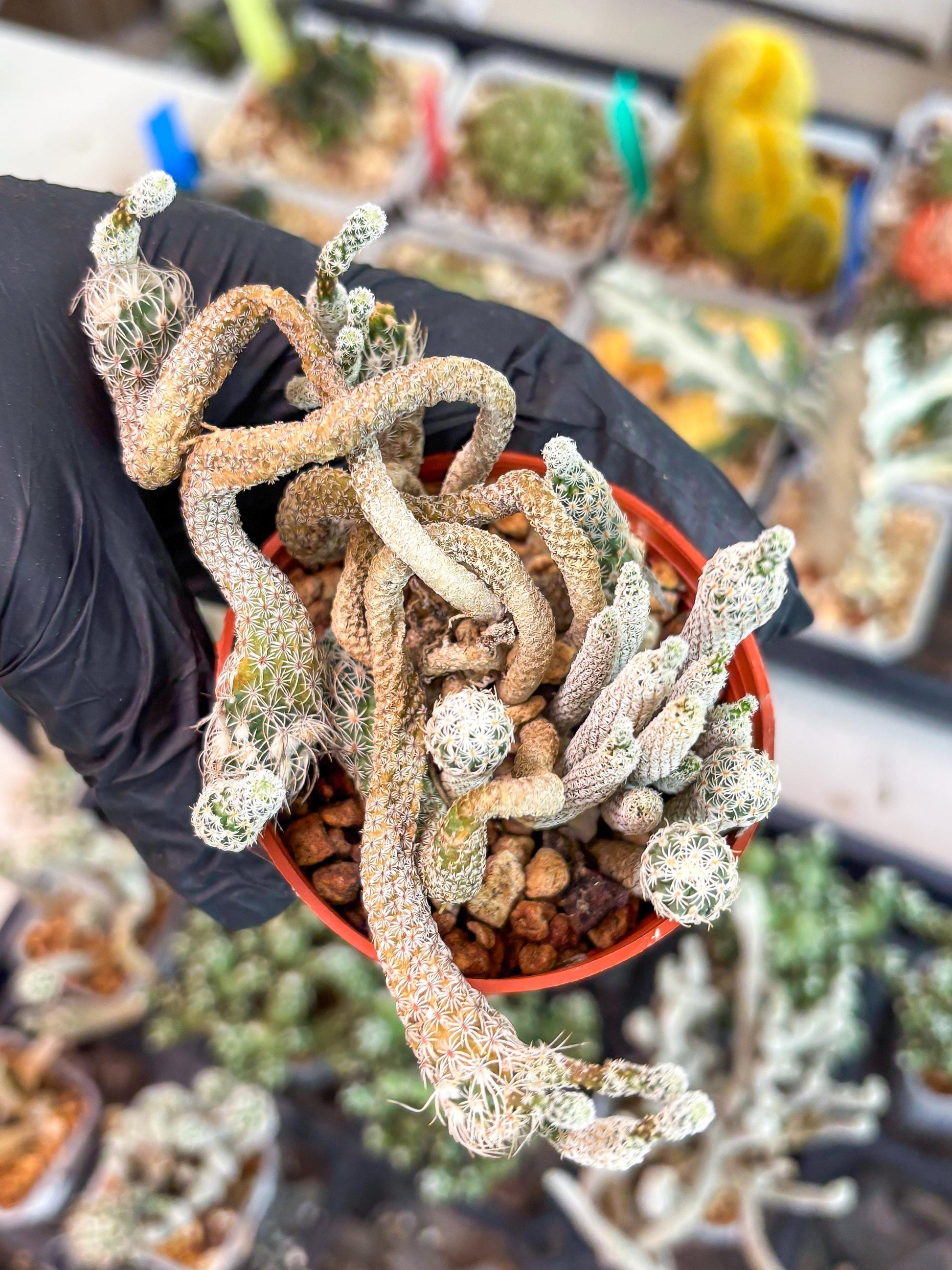 Imported cactus cluster (#4) | Ehciveria | Hoyas | Sansevieria