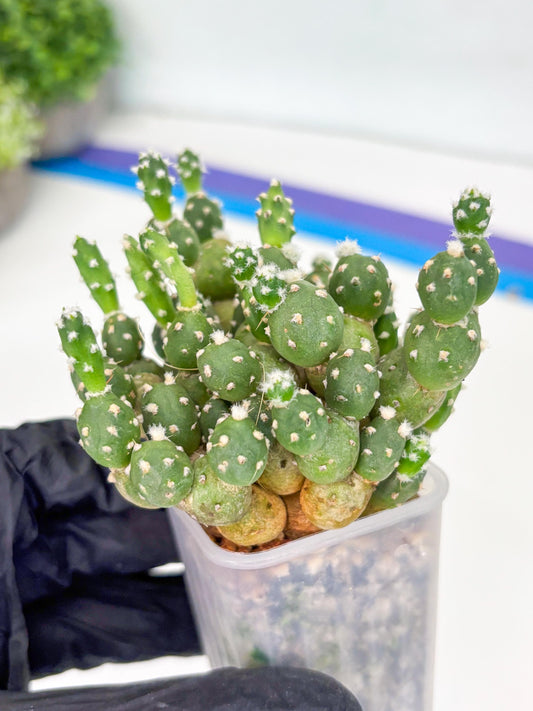 Tephrocactus Rossianus (y) | Imported Cactus