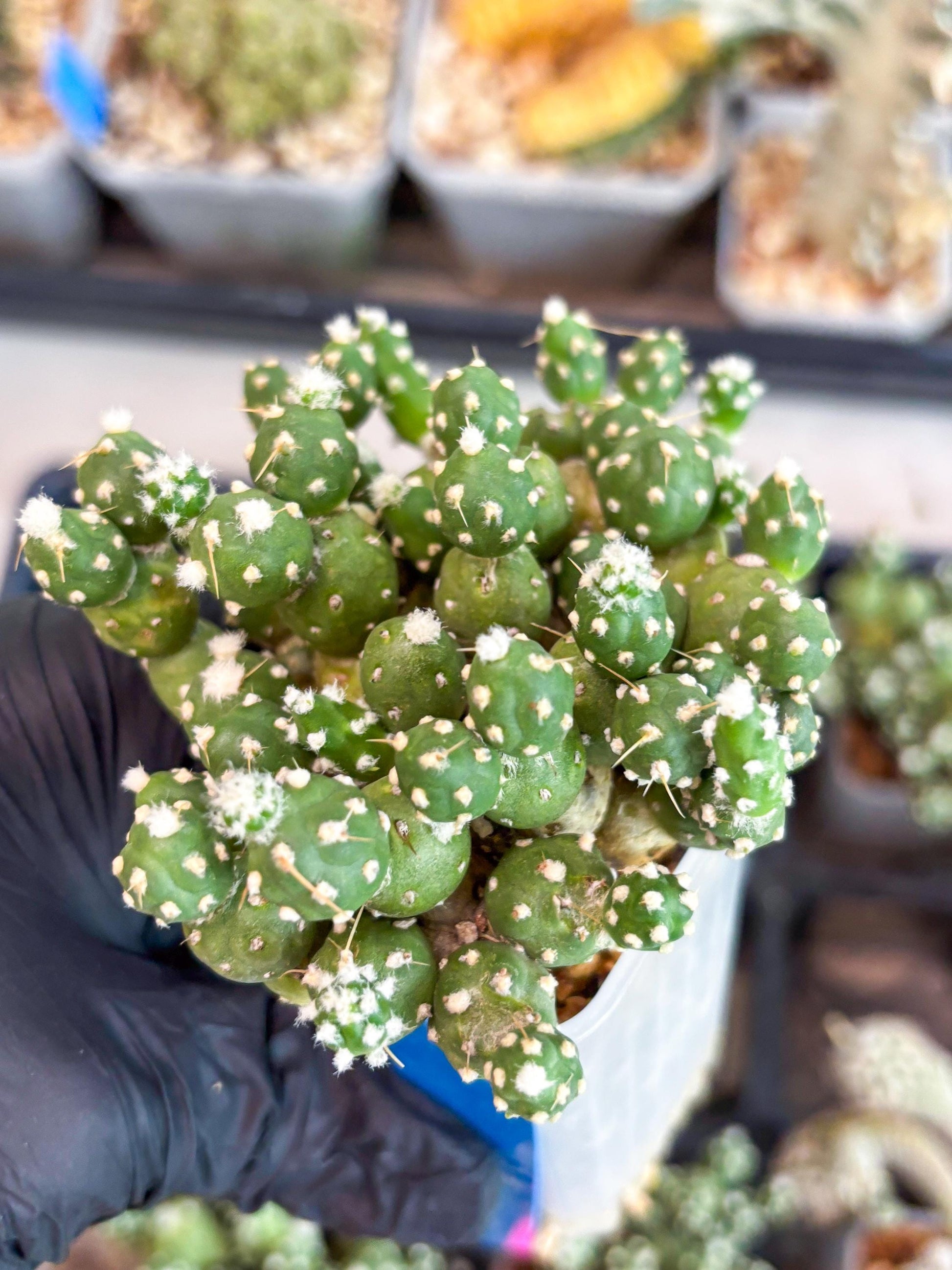 Tephrocactus Rossianus (b) | Imported Cactus