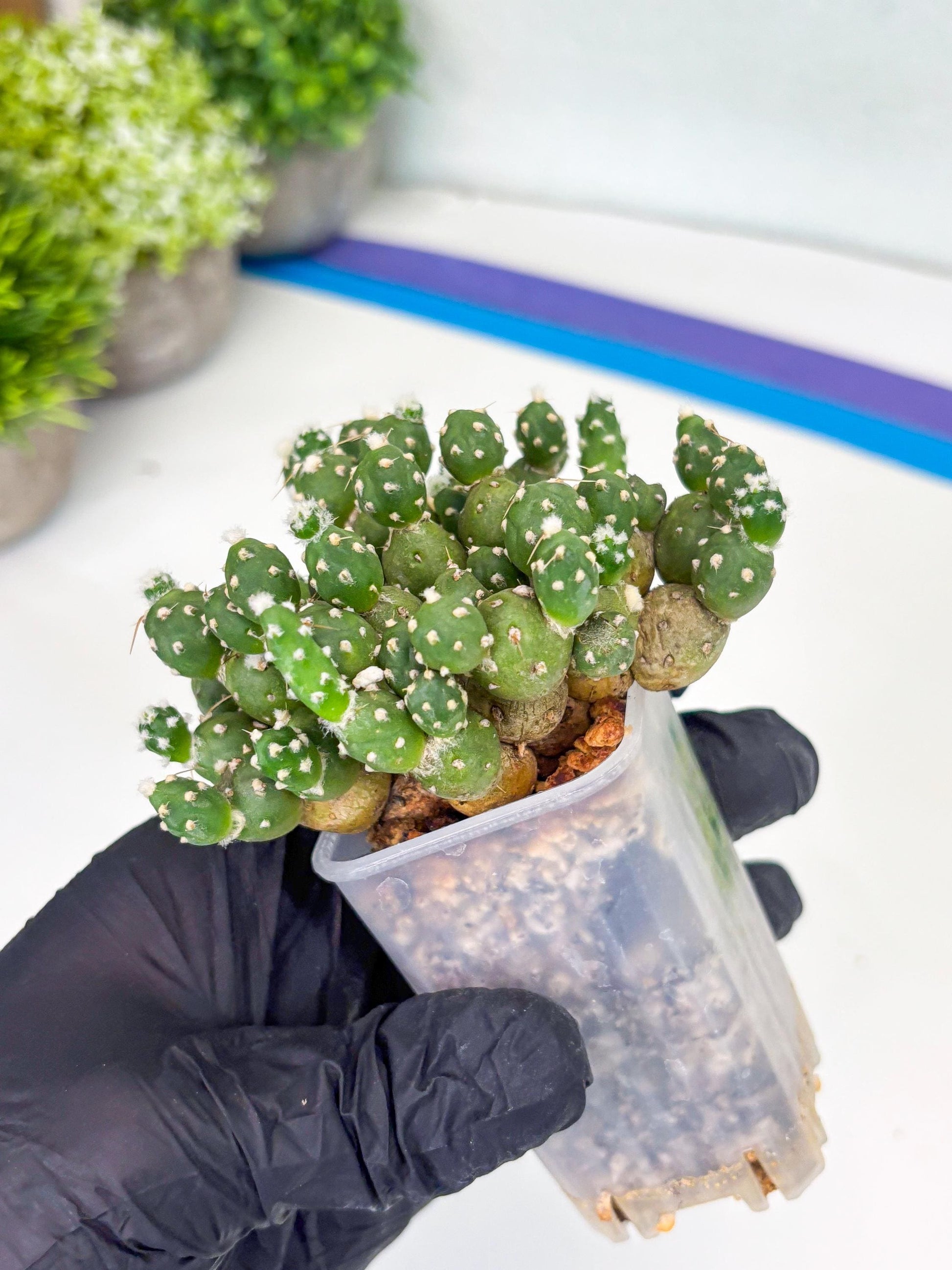 Tephrocactus Rossianus (b) | Imported Cactus