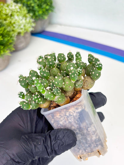 Tephrocactus Rossianus (b) | Imported Cactus