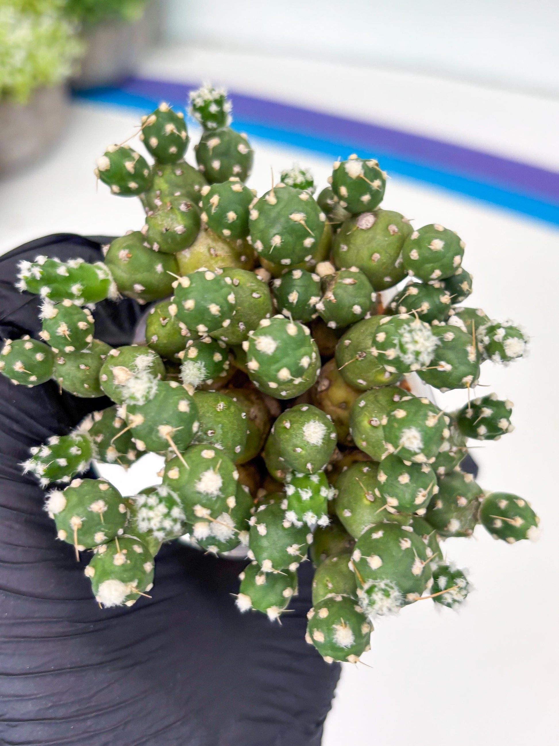 Tephrocactus Rossianus (b) | Imported Cactus