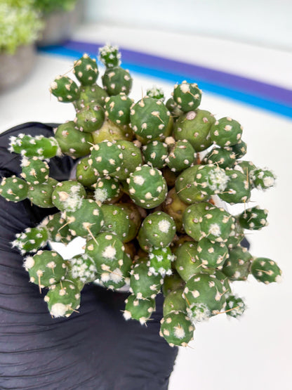 Tephrocactus Rossianus (b) | Imported Cactus