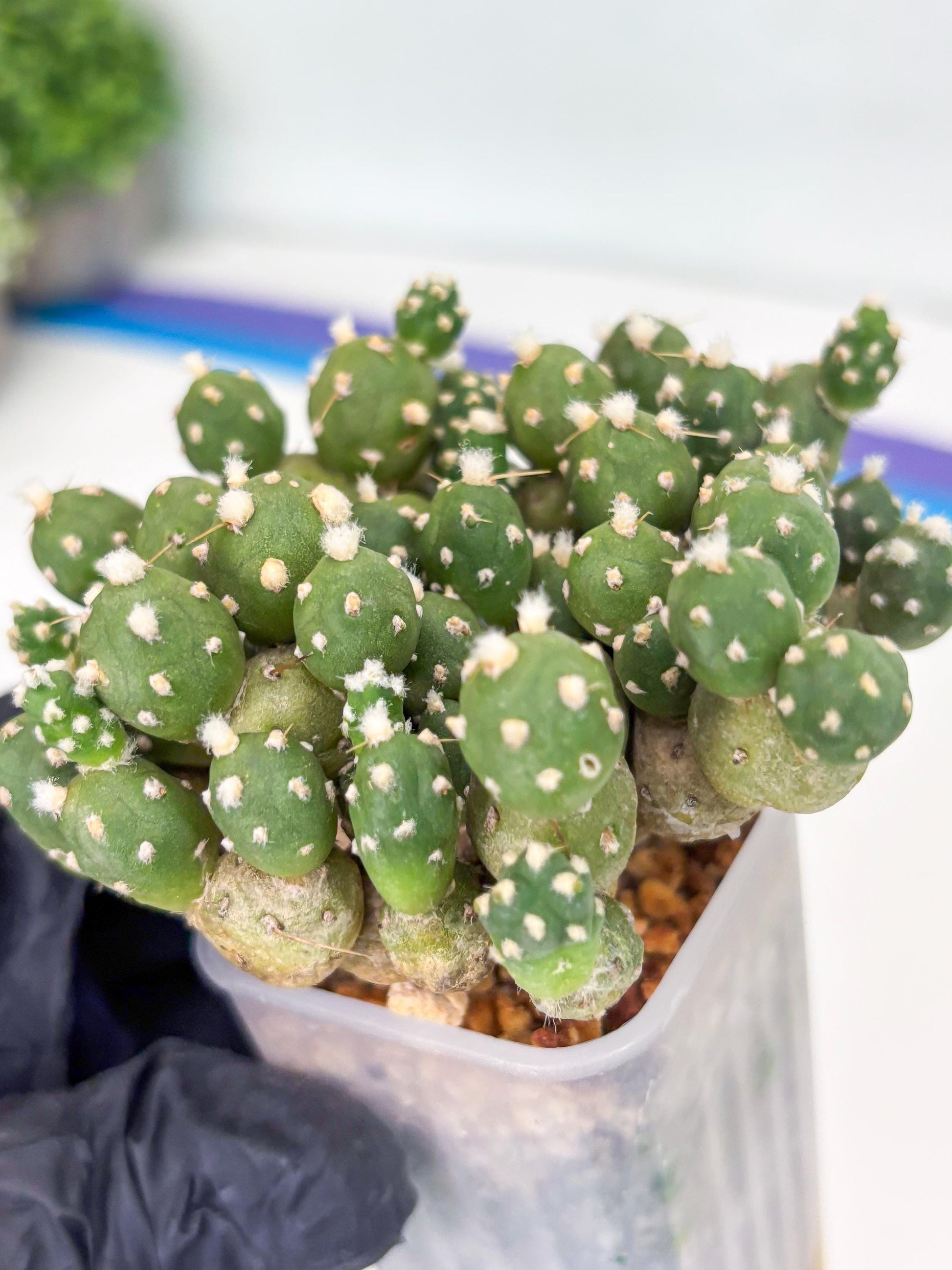 Tephrocactus Rossianus (g) | Imported Cactus