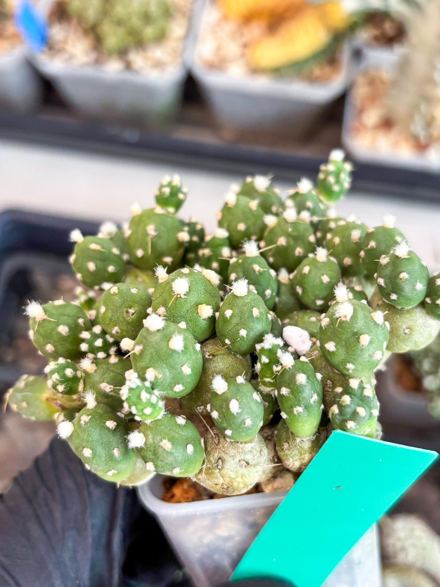 Tephrocactus Rossianus (g) | Imported Cactus