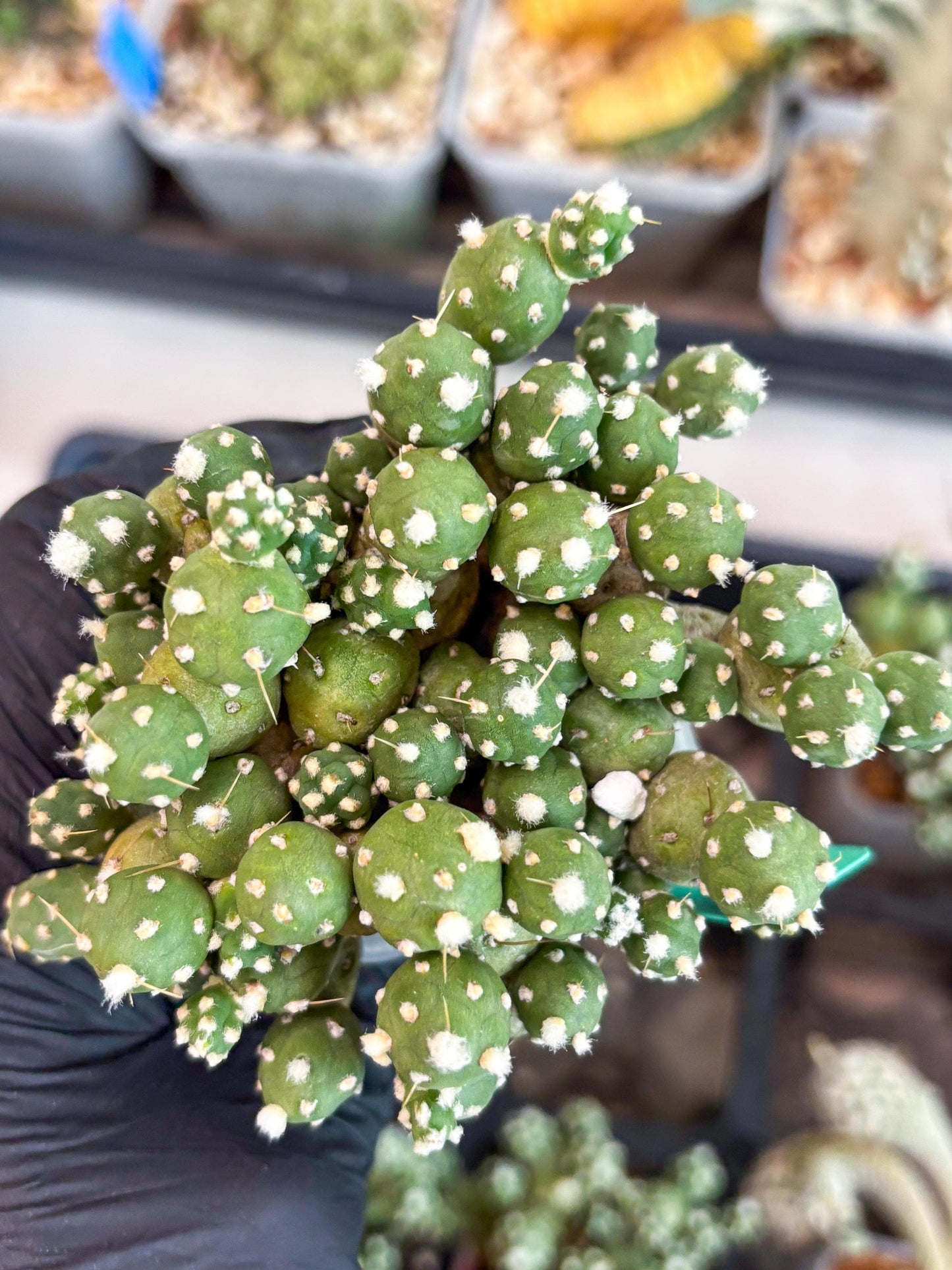 Tephrocactus Rossianus (g) | Imported Cactus