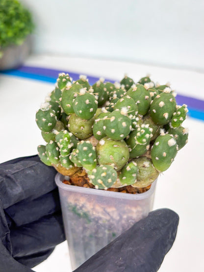 Tephrocactus Rossianus (g) | Imported Cactus