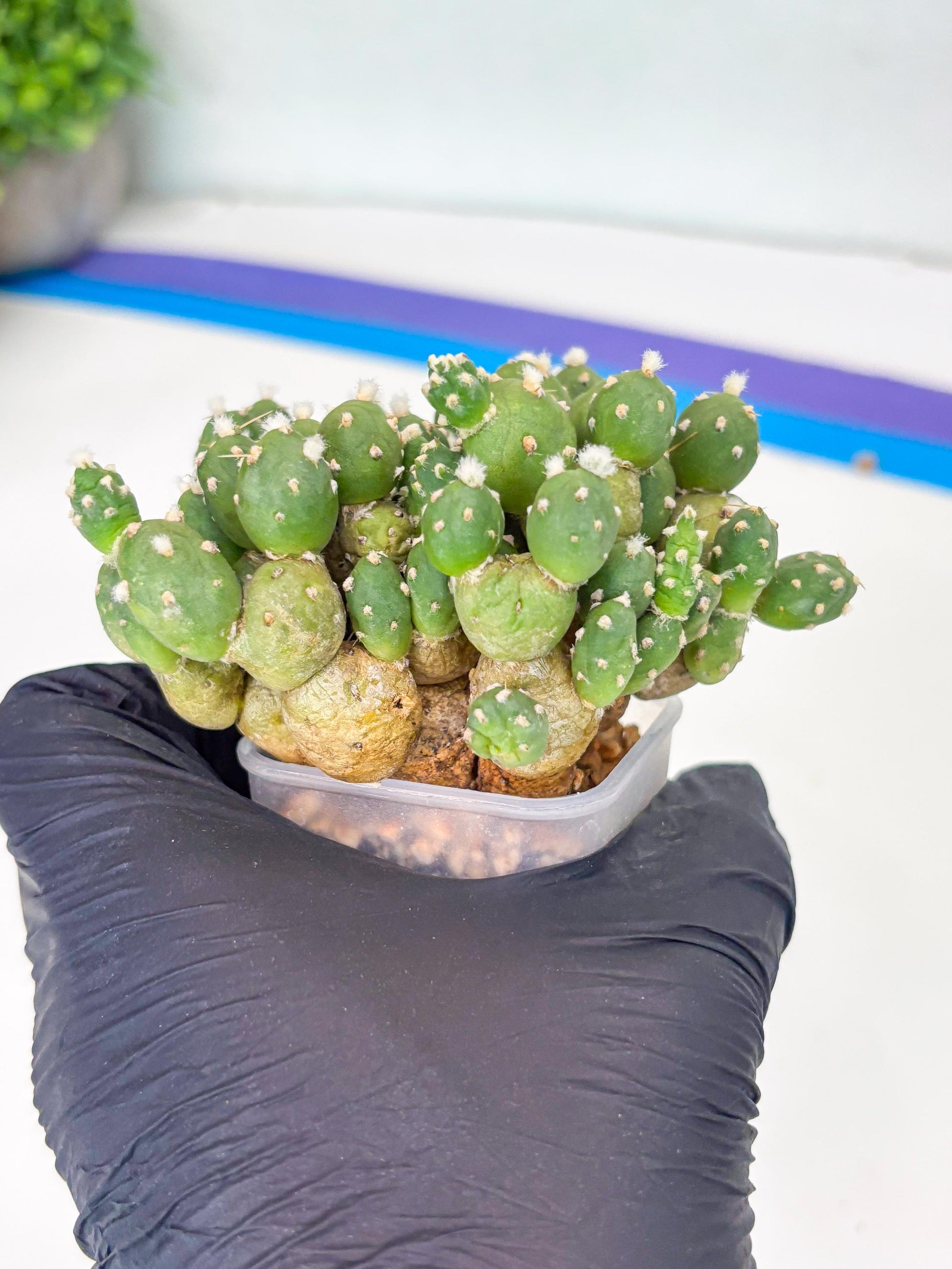 Tephrocactus Rossianus (g) | Imported Cactus