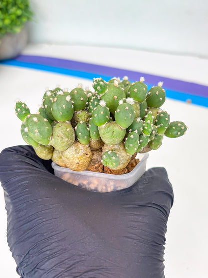 Tephrocactus Rossianus (g) | Imported Cactus