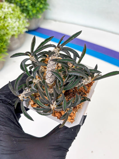 Rare Succulents (#3) | Imported | Assorted Succulent | Sansevieria