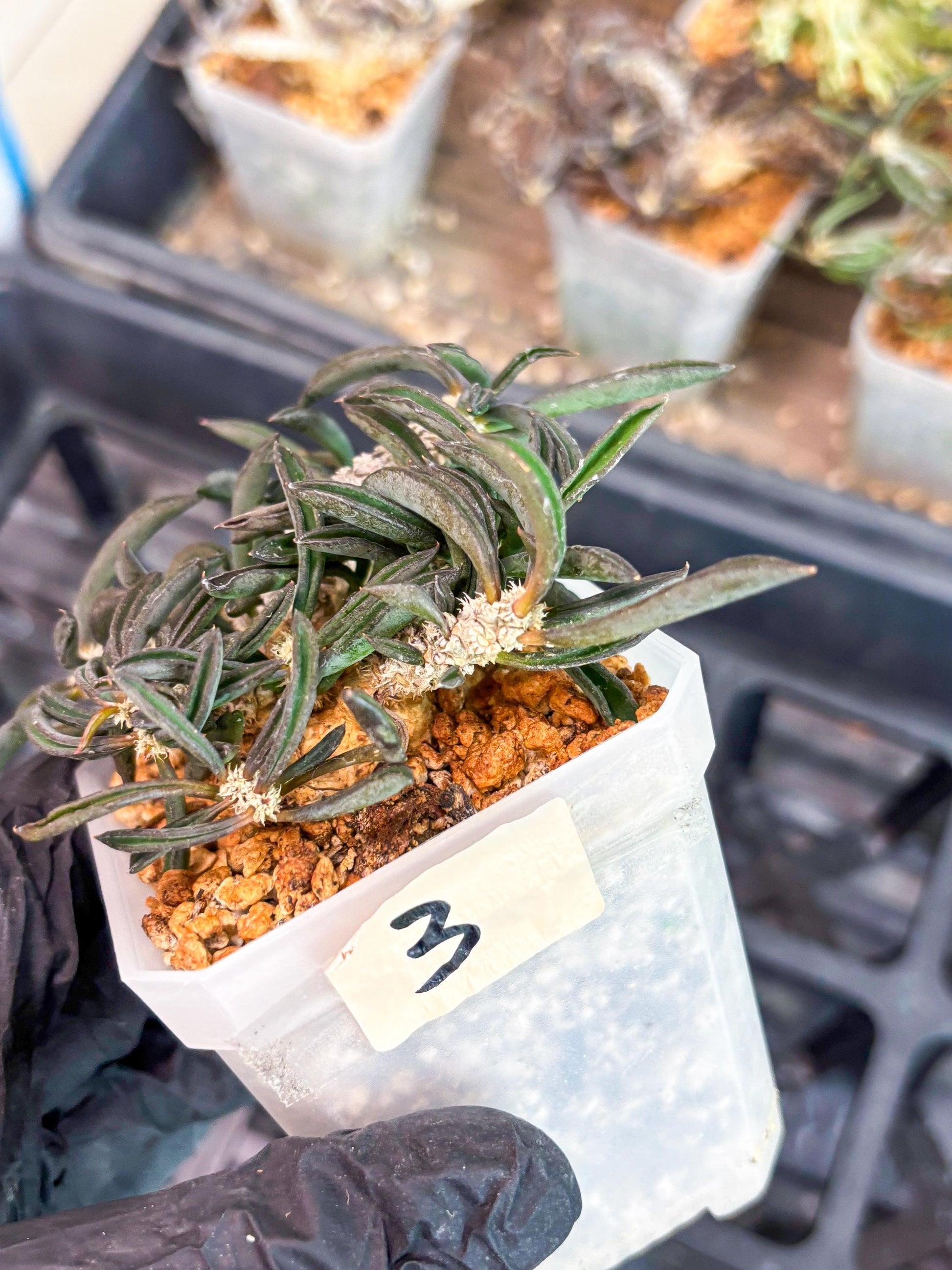 Rare Succulents (#3) | Imported | Assorted Succulent | Sansevieria