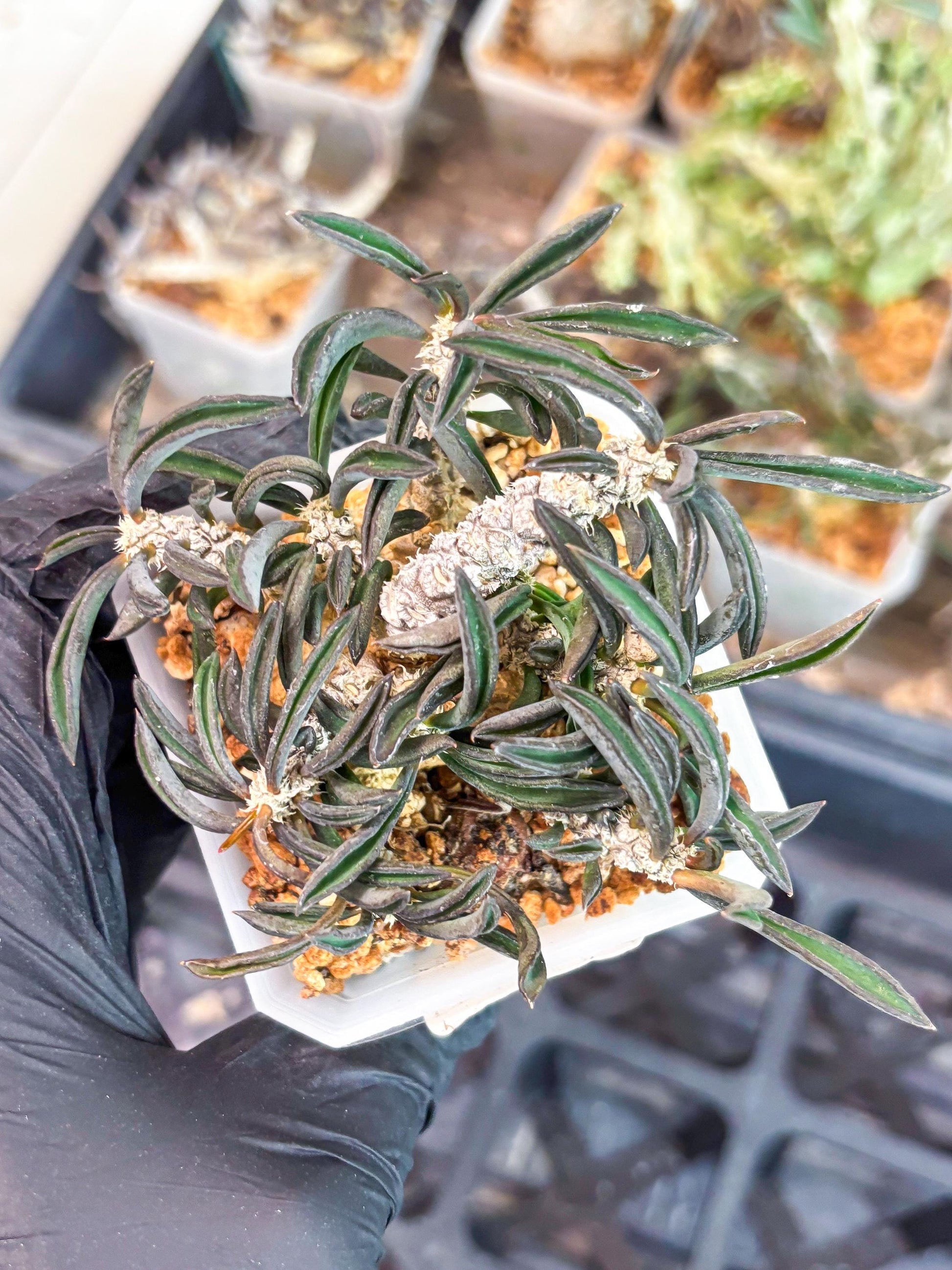 Rare Succulents (#3) | Imported | Assorted Succulent | Sansevieria