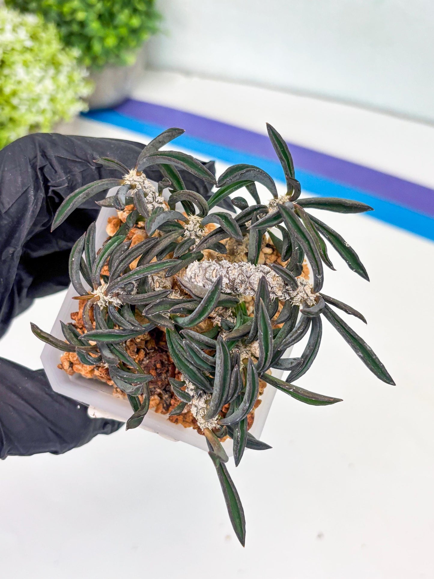 Rare Succulents (#3) | Imported | Assorted Succulent | Sansevieria