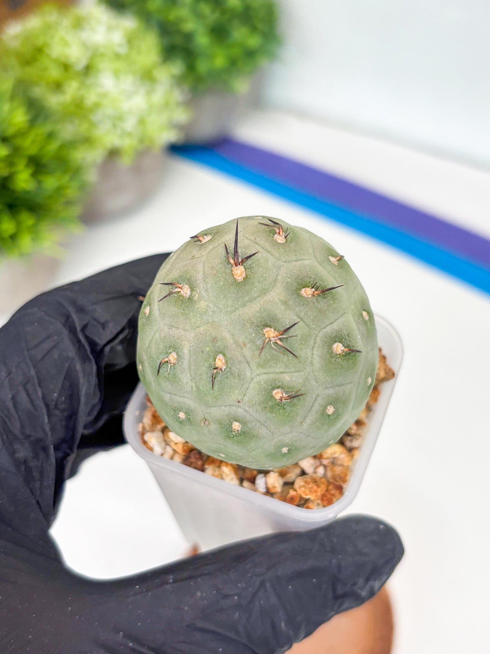 Rare Tephrocactus Geometricus (g) | Single Ball Cactus