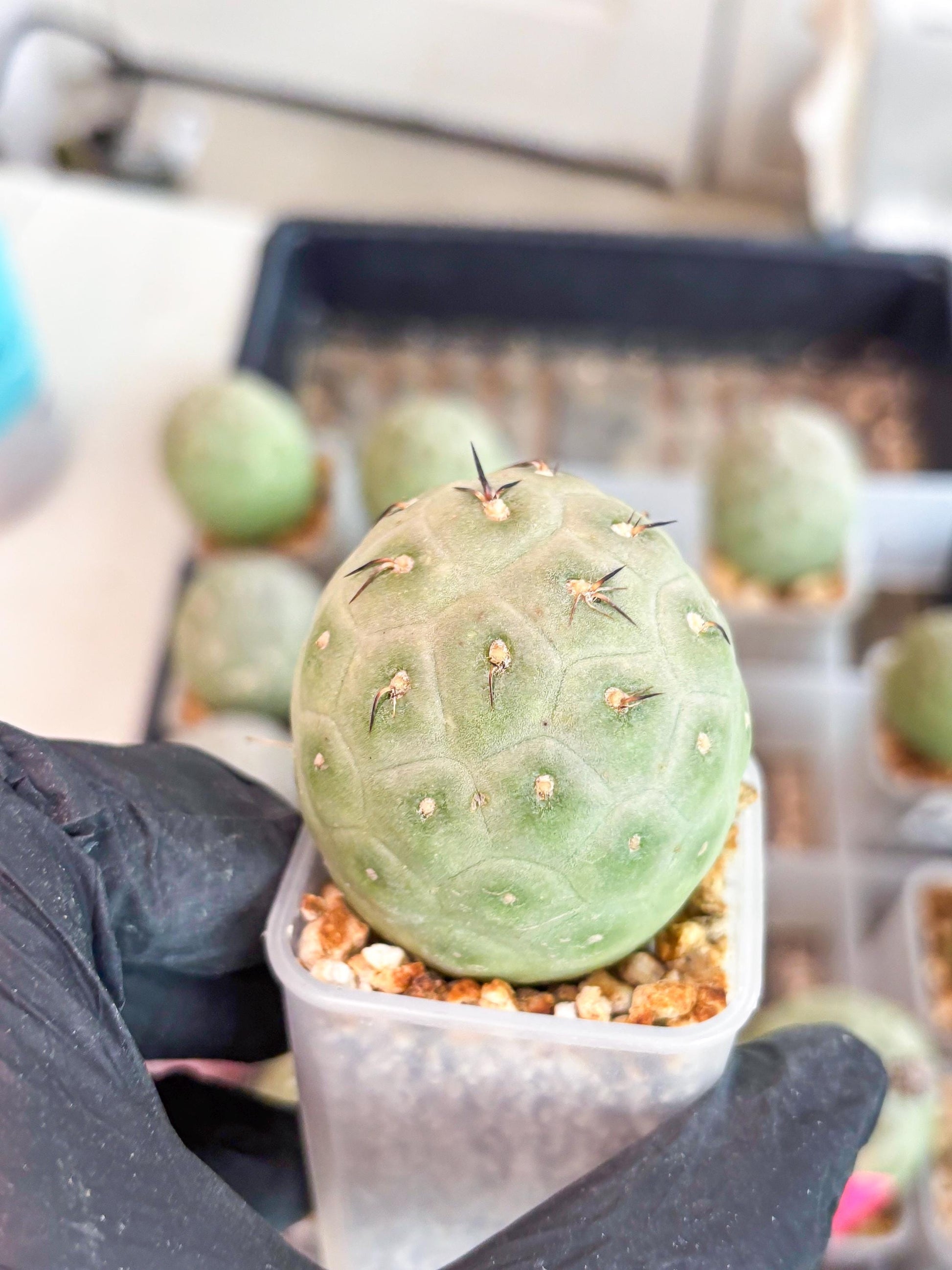 Rare Tephrocactus Geometricus (g) | Single Ball Cactus