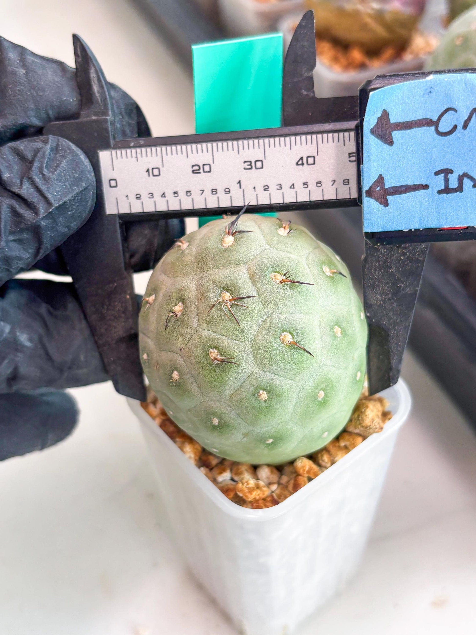 Rare Tephrocactus Geometricus (g) | Single Ball Cactus