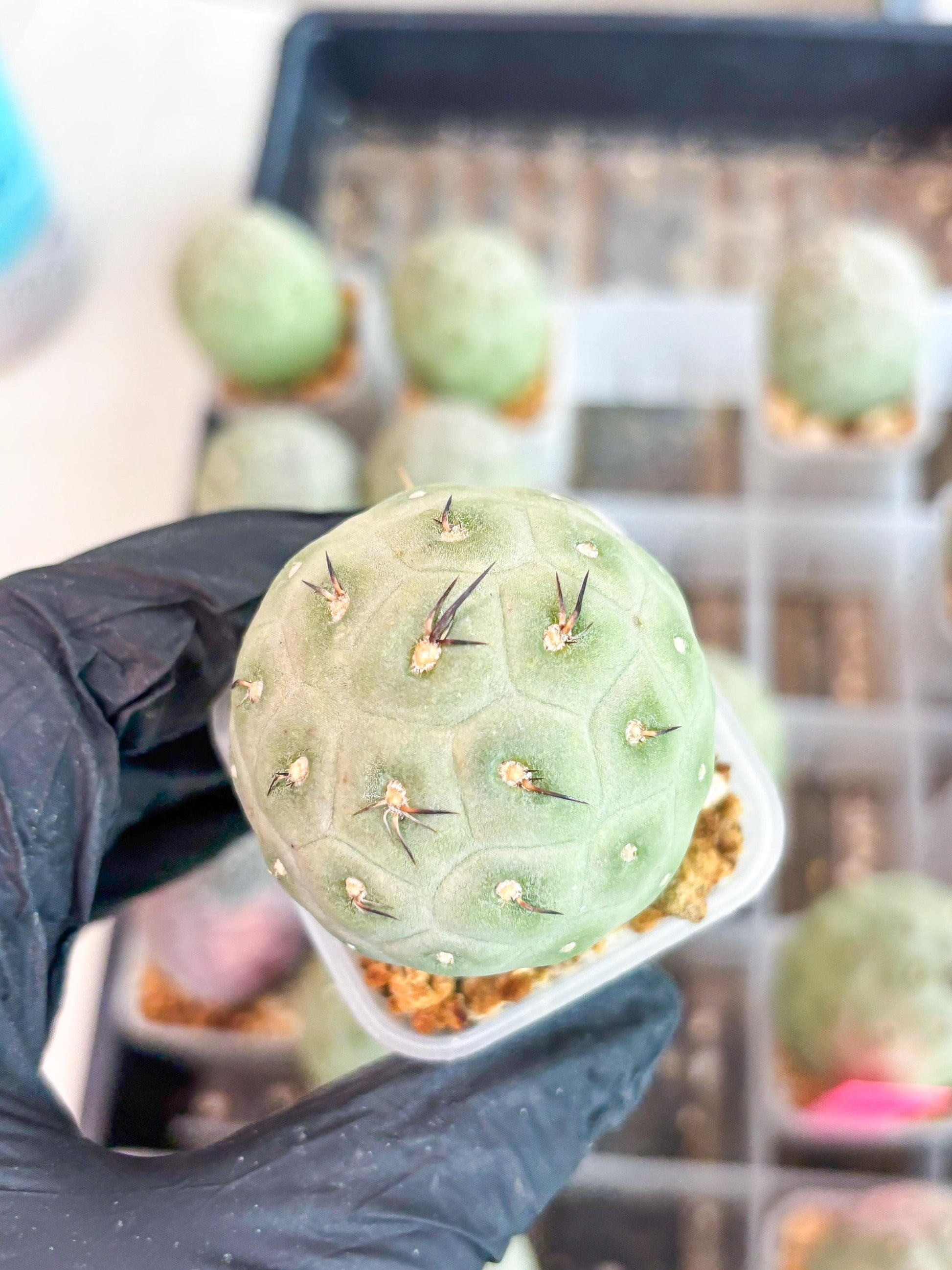 Rare Tephrocactus Geometricus (g) | Single Ball Cactus