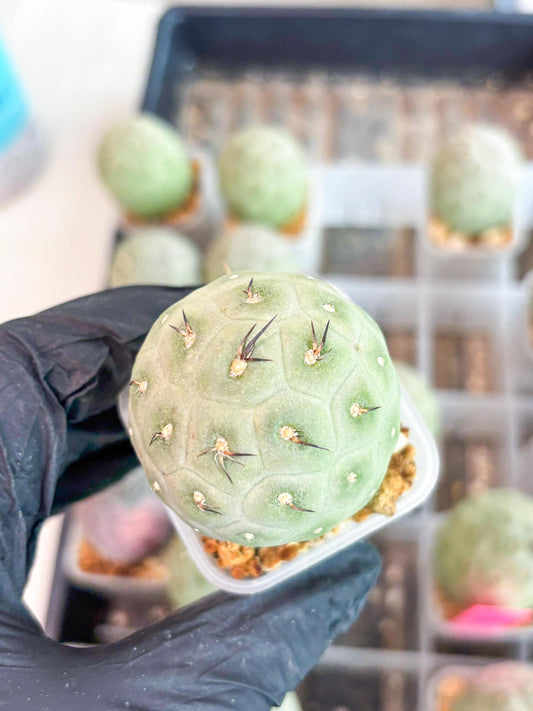 Rare Tephrocactus Geometricus (g) | Single Ball Cactus