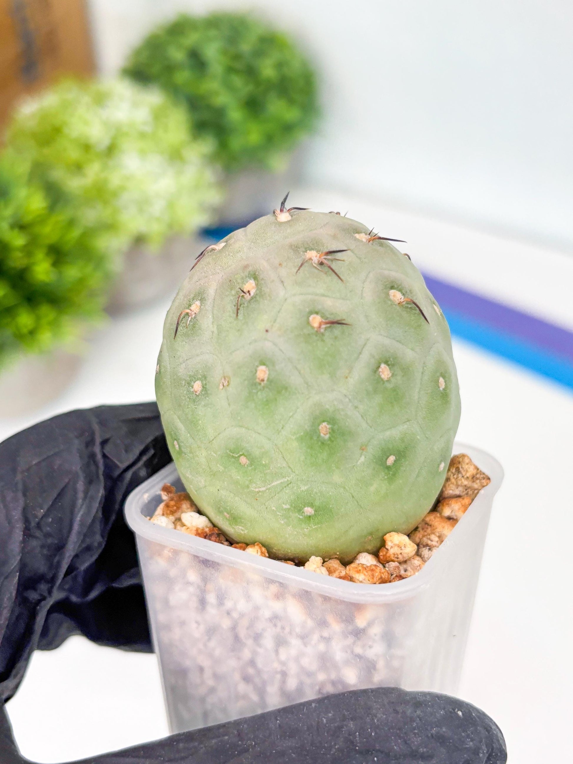 Rare Tephrocactus Geometricus (g) | Single Ball Cactus