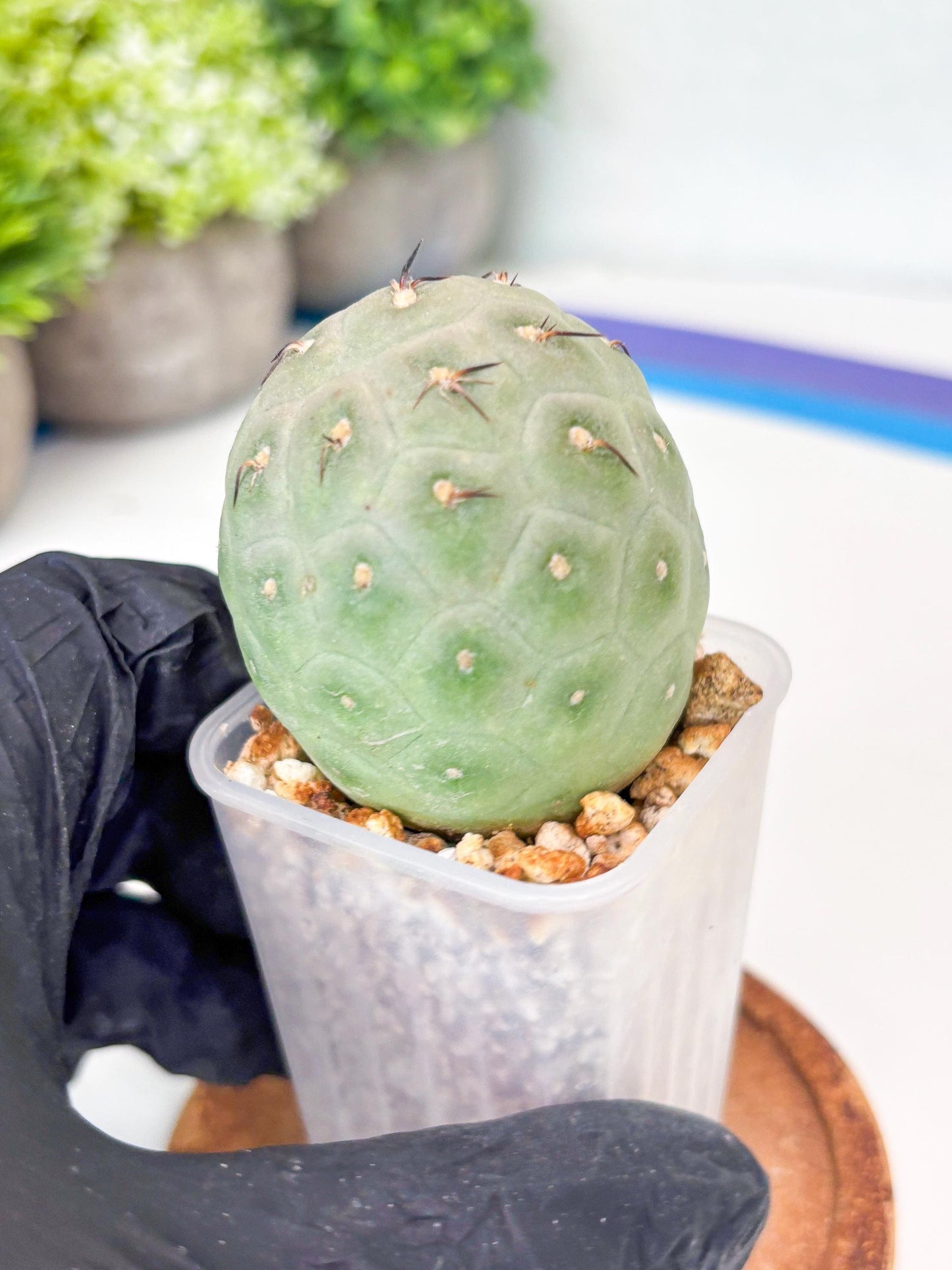 Rare Tephrocactus Geometricus (g) | Single Ball Cactus
