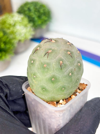 Rare Tephrocactus Geometricus (g) | Single Ball Cactus